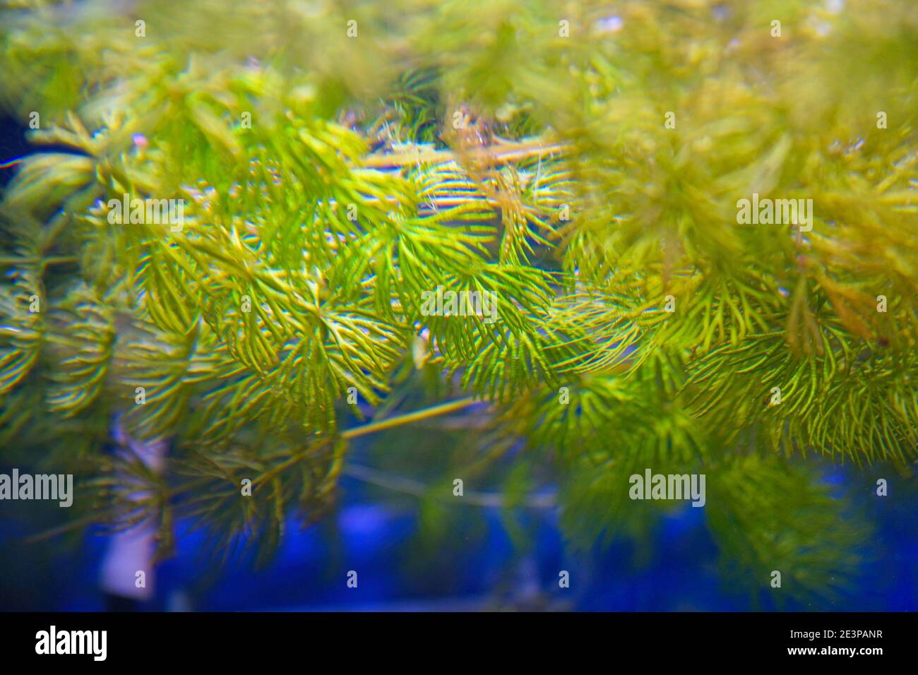 Aquatic plant, the hornwort, in the aquarium. Ceratophyllum demersum