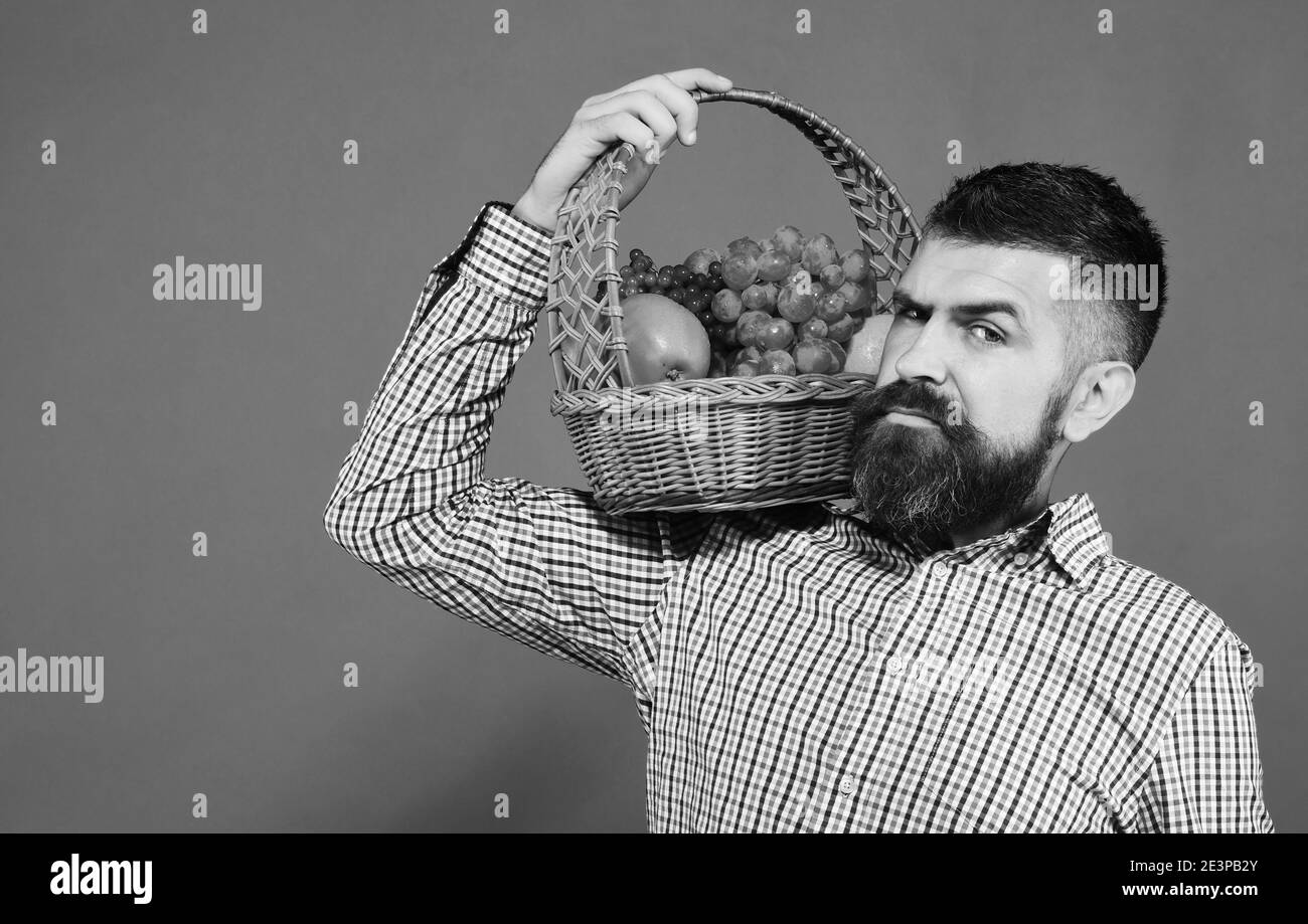 Man with beard carries basket with fruit isolated on green background. Farmer with suspicious face presents apples, grapes and cranberries. Guy holds homegrown harvest. Farming and gardening concept. Stock Photo