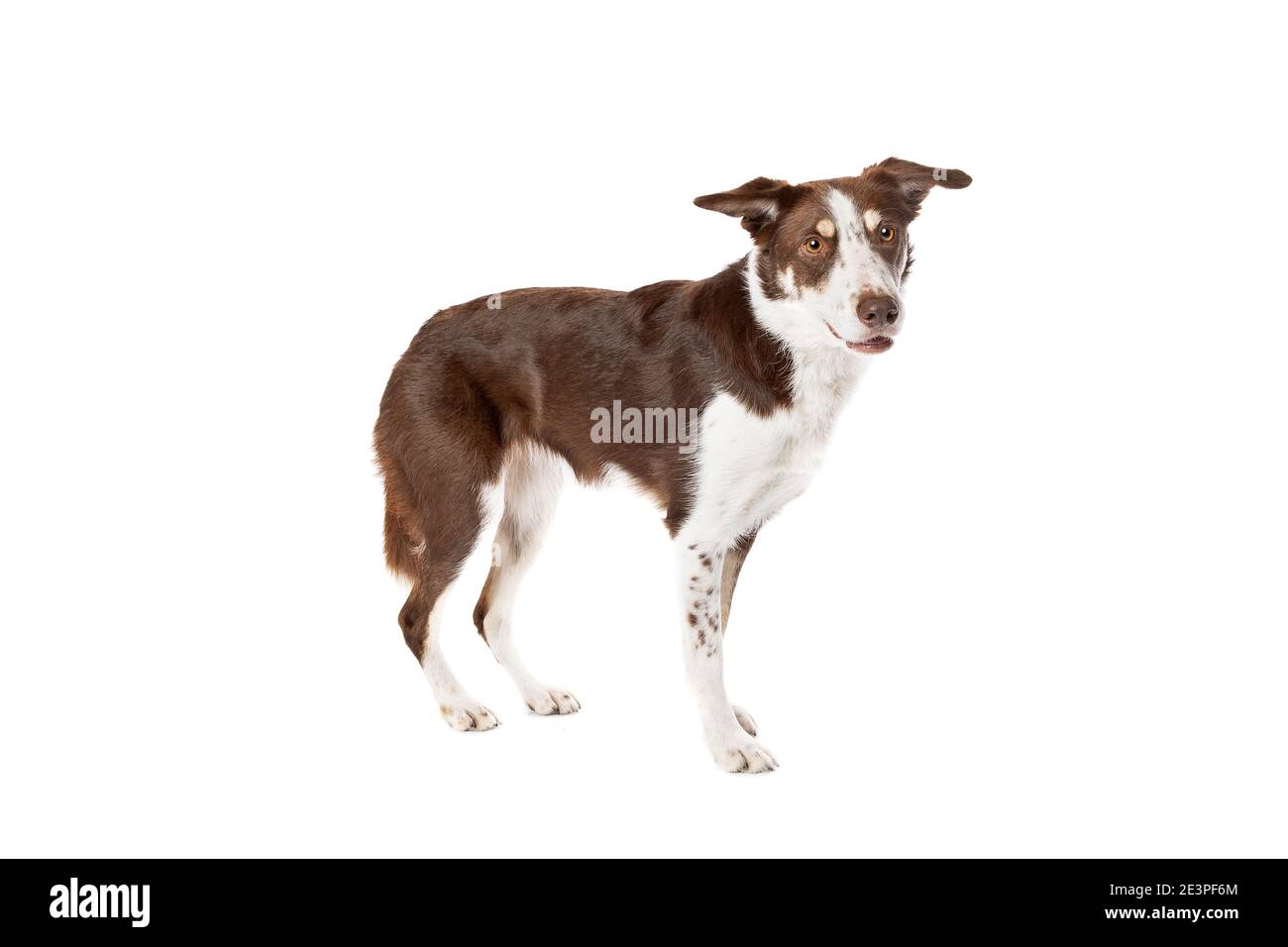 chocolate sable border collie dog in front of a white background Stock Photo