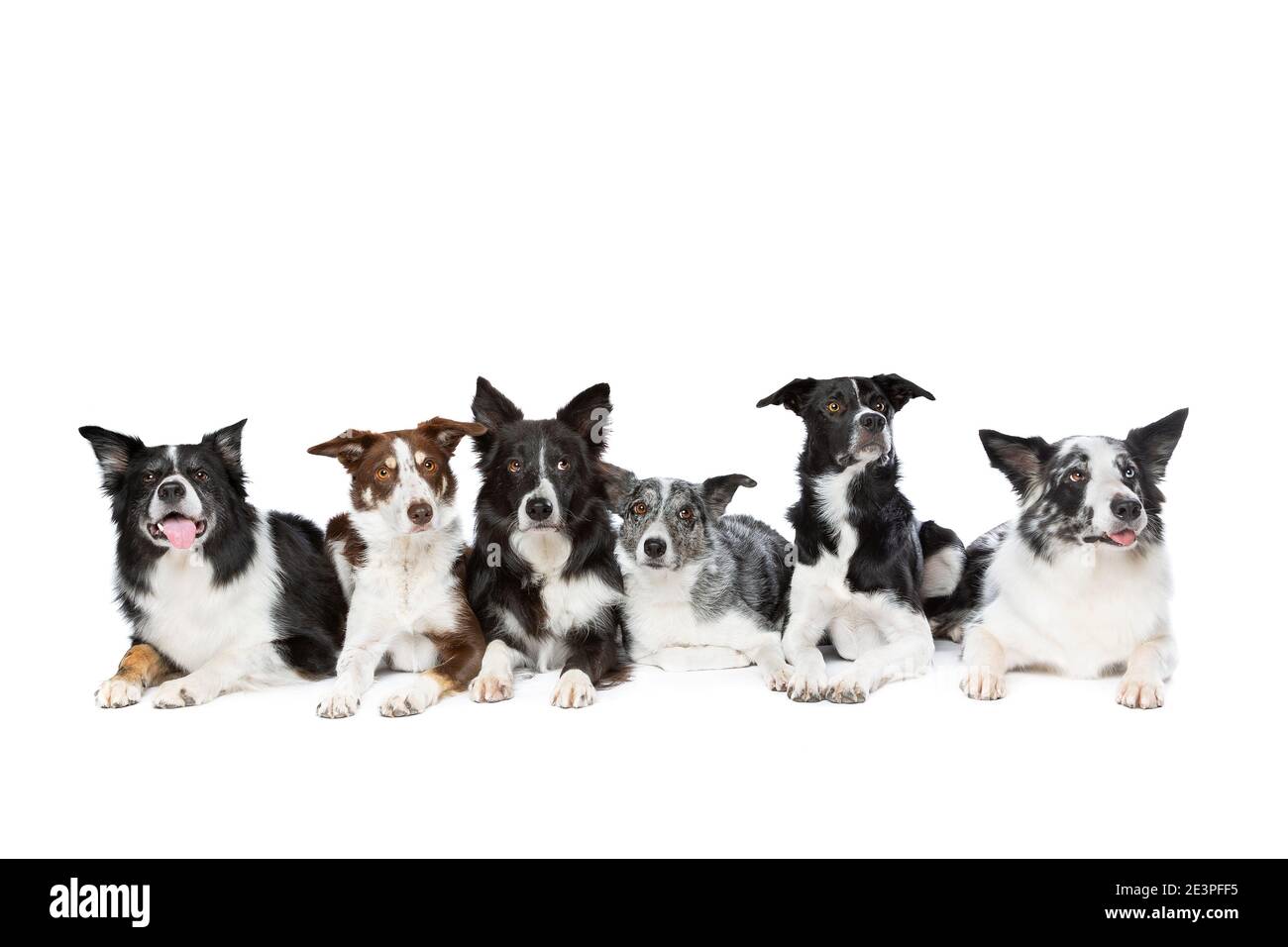 group of six different colours of border collie dogs in front of a