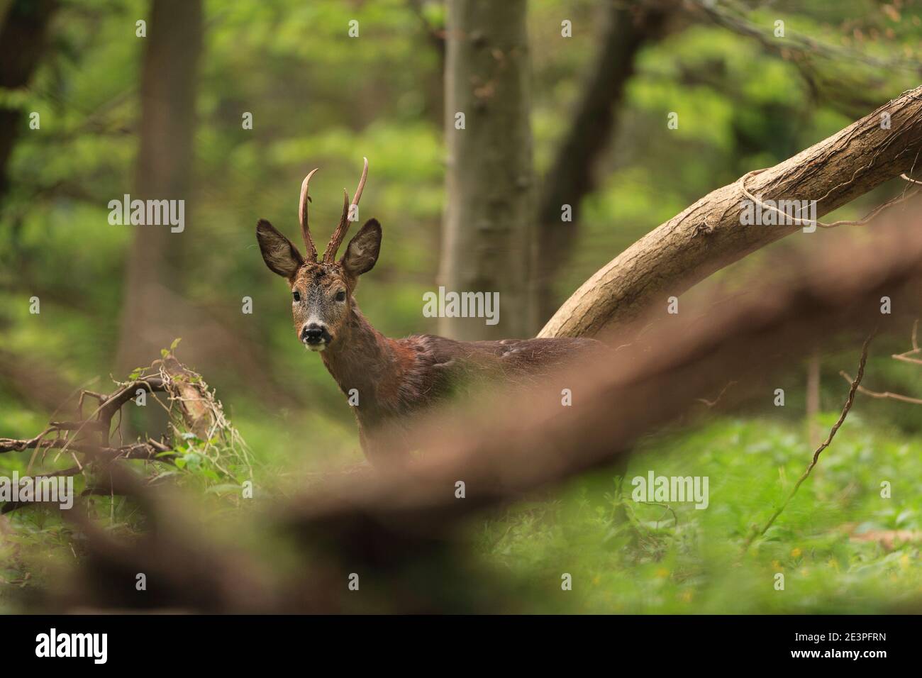 Female roe deer uk spring hi-res stock photography and images - Alamy