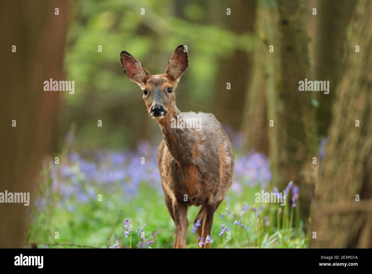 Roe deer female spring hi-res stock photography and images - Alamy