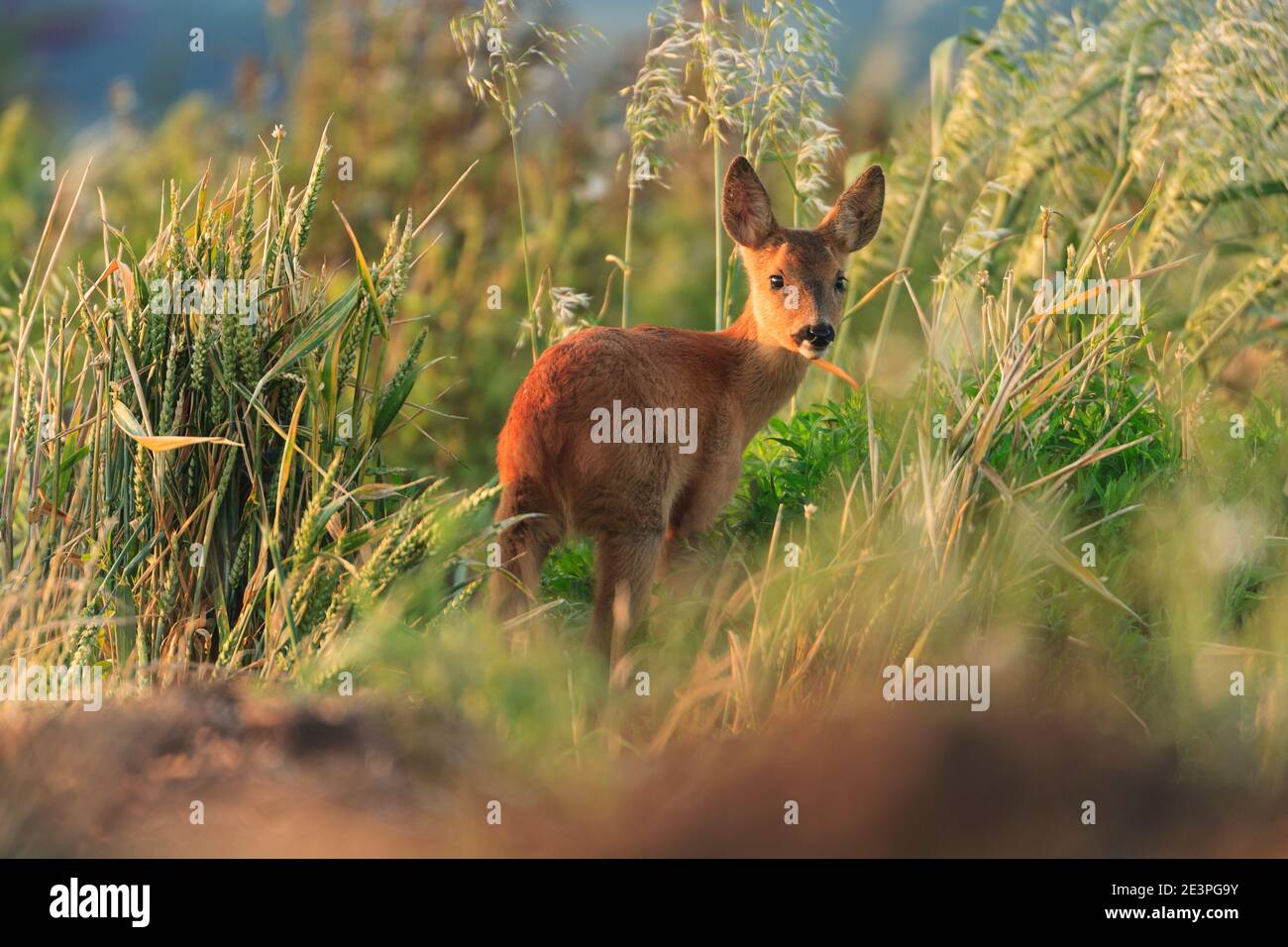 Roe deer doe uk young hi-res stock photography and images - Alamy