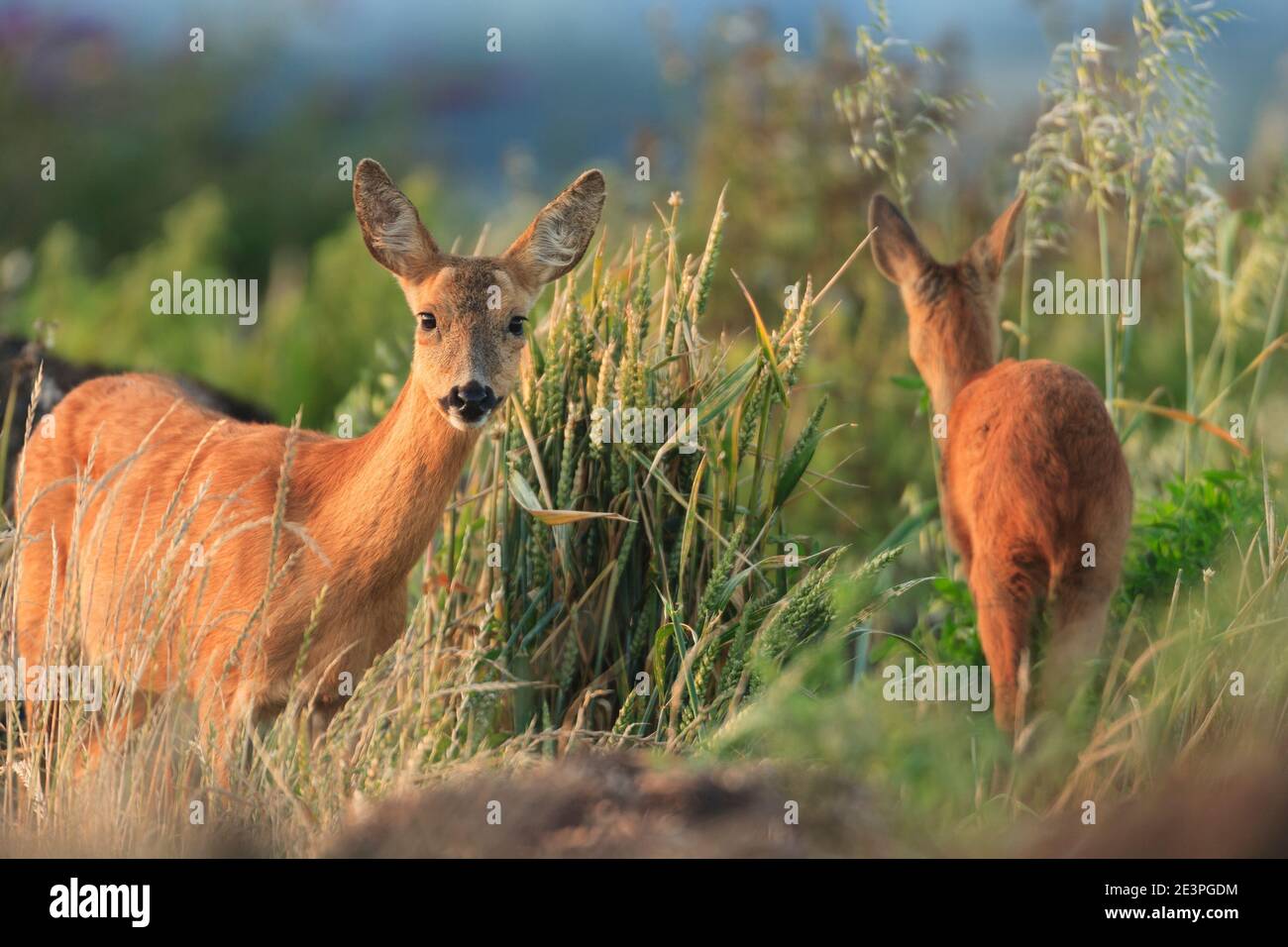 Roe deer doe uk young hi-res stock photography and images - Alamy