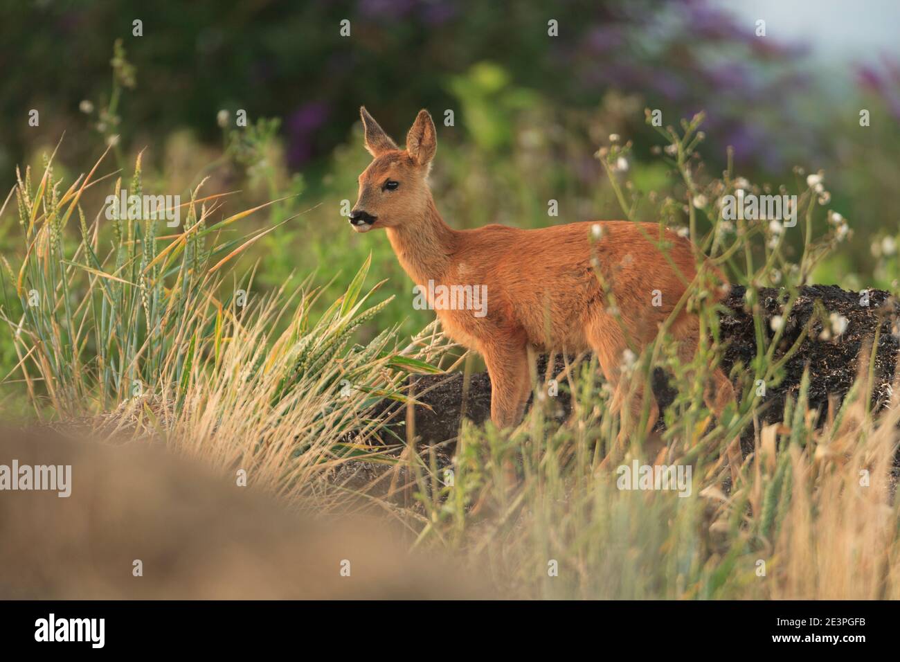 Roe deer young uk velvet hi-res stock photography and images - Alamy