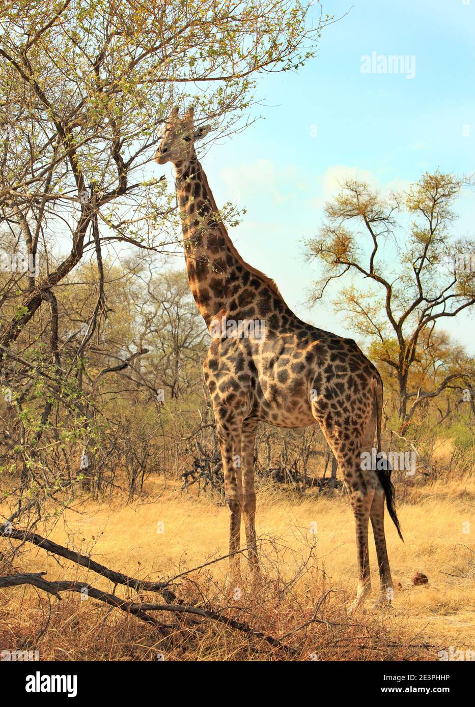 Angolan Giraffe Browsing on fresh foliage Stock Photo