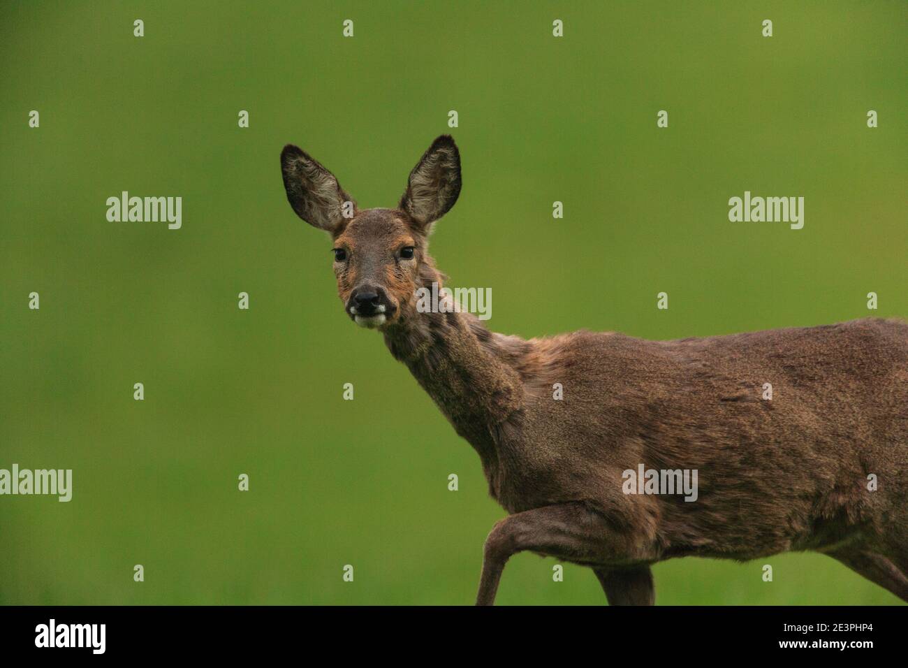 Roe doe deer uk winter hi-res stock photography and images - Alamy