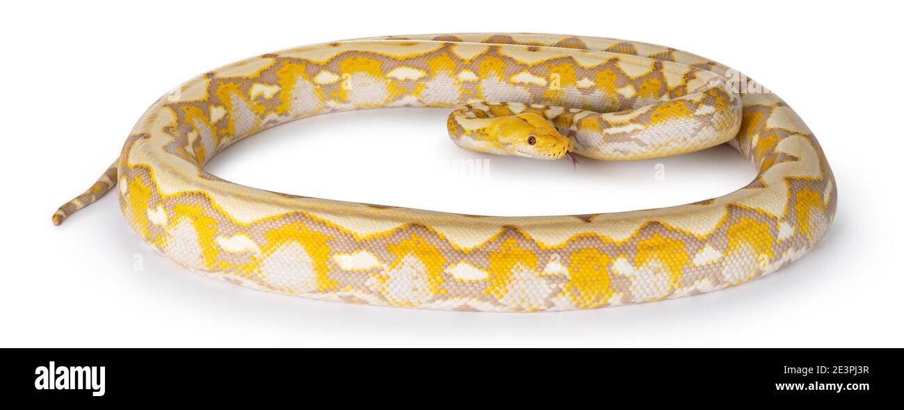 Full body shot of Lavender Albino Reticulated python aka Malayopython