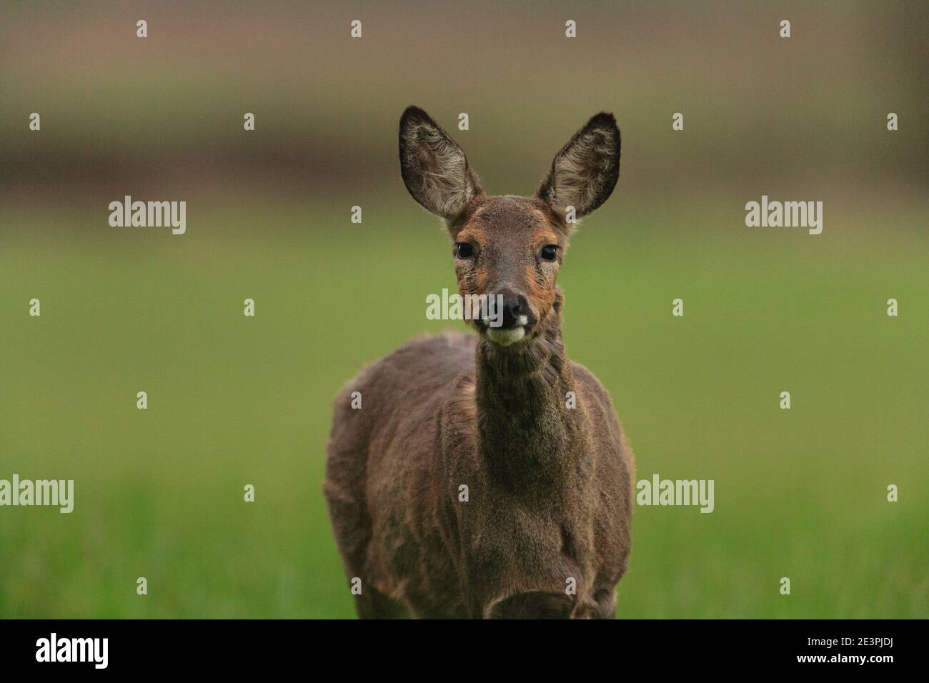 Roe deer doe buck hi-res stock photography and images - Alamy