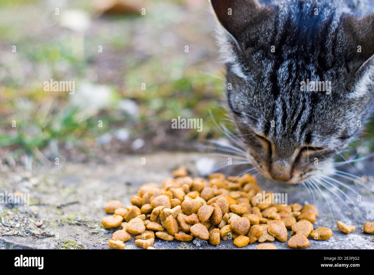 Cat with cat food, eating process Stock Photo Alamy