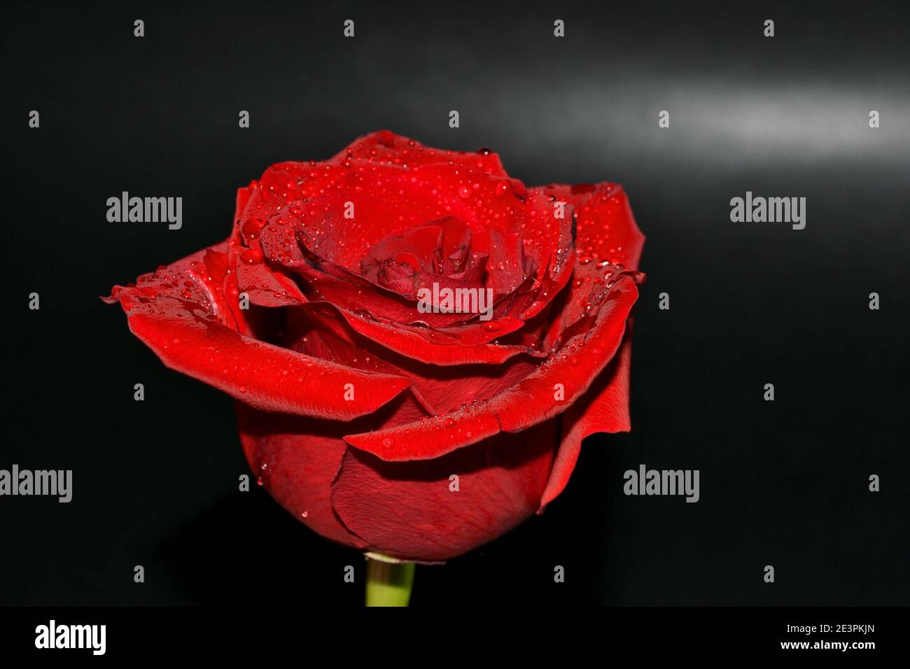 Macro of red rose bloom with water drops against black background Stock ...