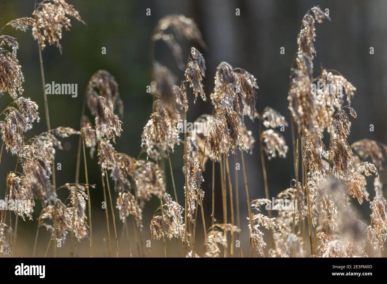 Stalks Vs Reeds Stalks and straws hi-res stock photography and images - Alamy