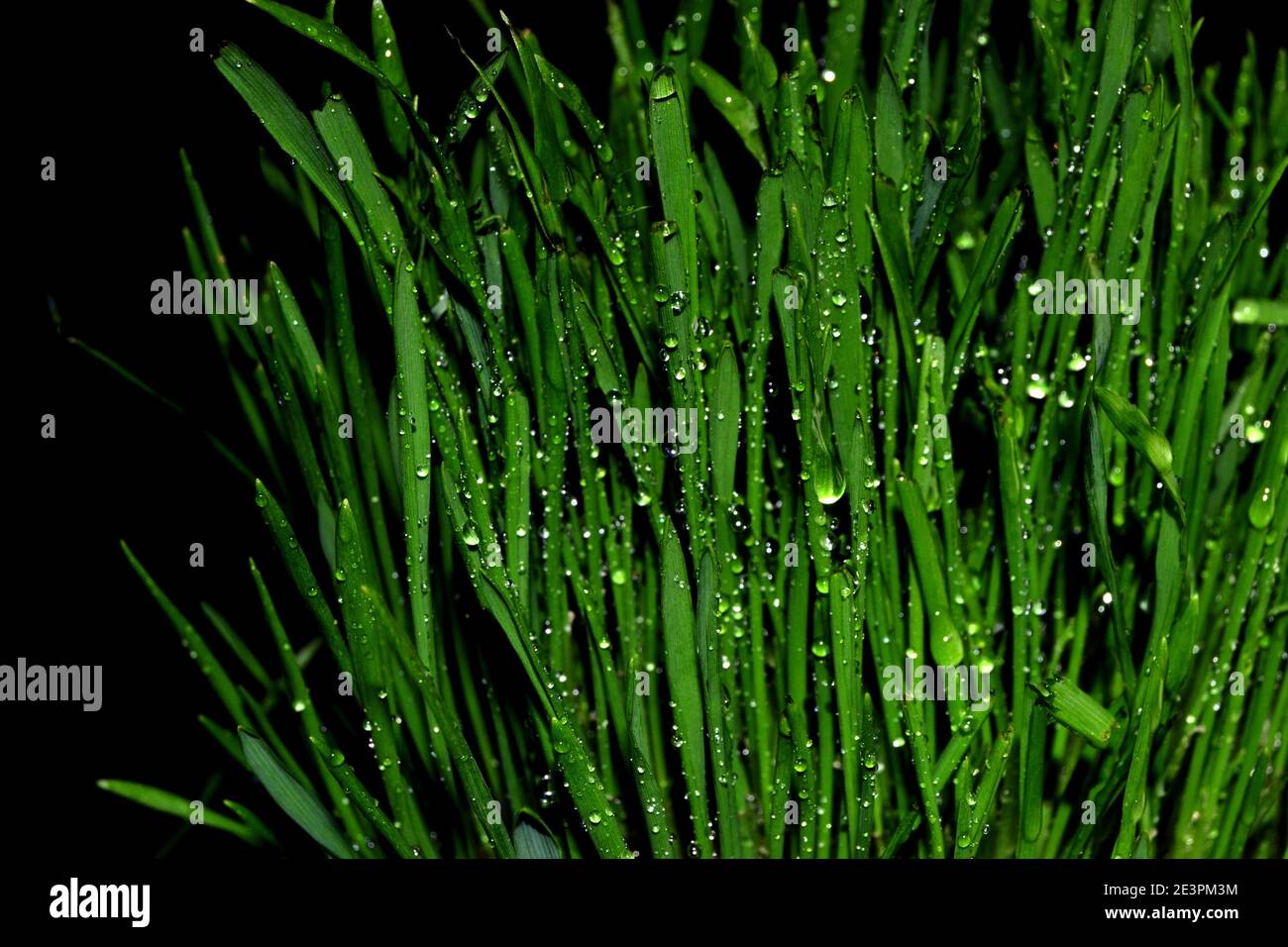 green grass with water drops isolated on a black background Stock Photo ...