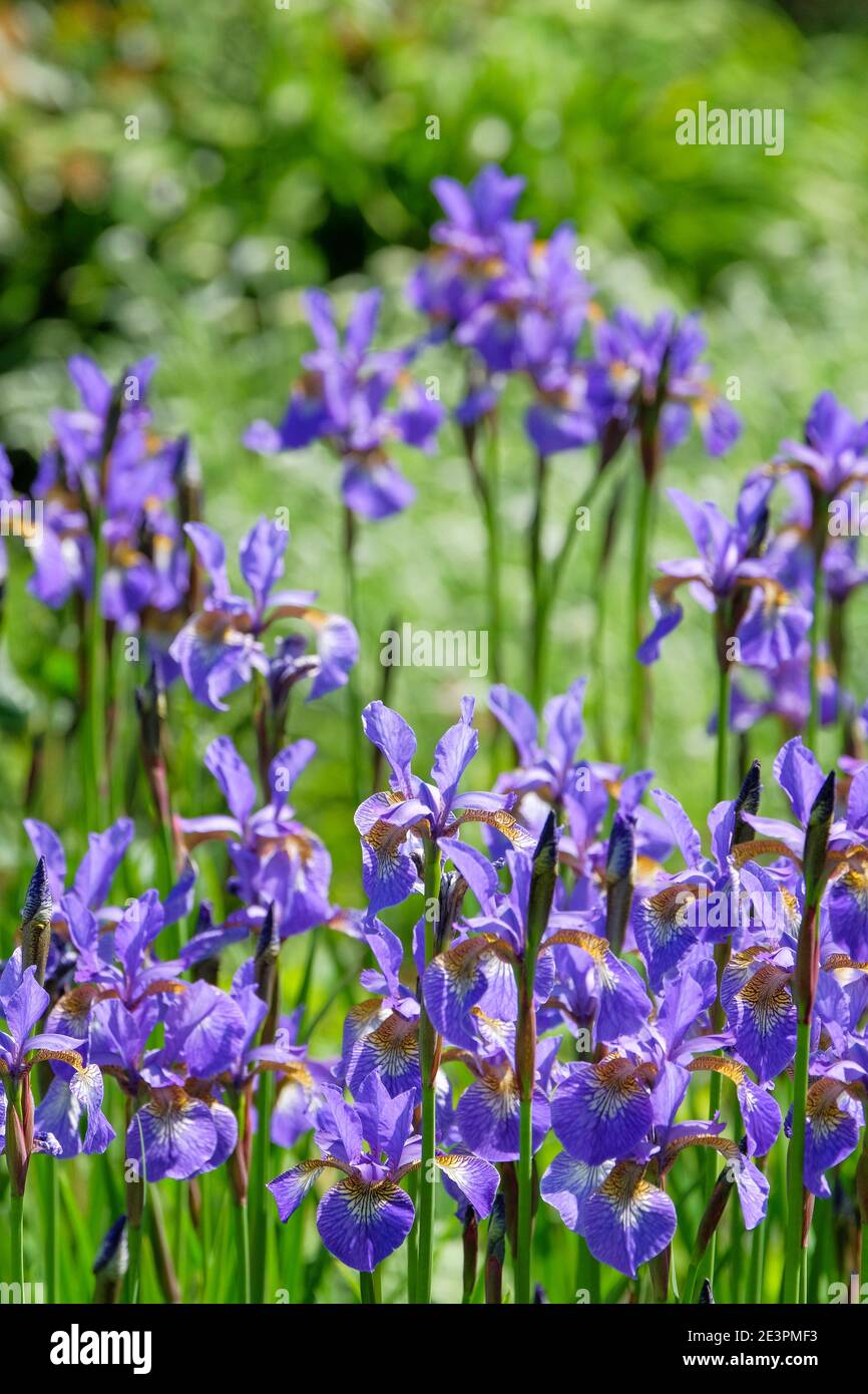 Iris sibirica 'Heavenly Blue' - Siberian Iris. Pale blue flowers Stock Photo