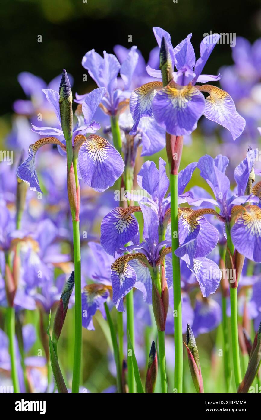 Iris sibirica 'Heavenly Blue' - Siberian Iris. Pale blue flowers Stock Photo