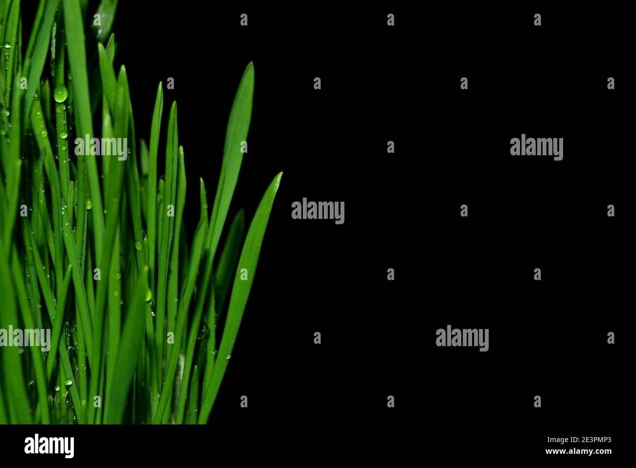 green grass with water drops isolated on a black background Stock Photo ...