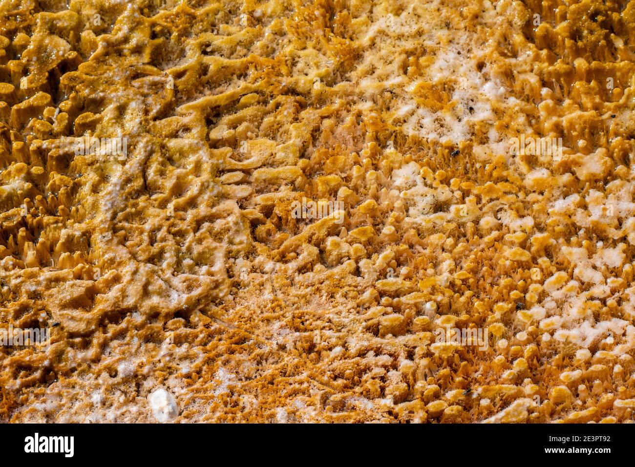 North America, Wyoming, Yellowstone National Park, Black Sand Basin. Detail of colorful thermophile bacteria mat. Stock Photo