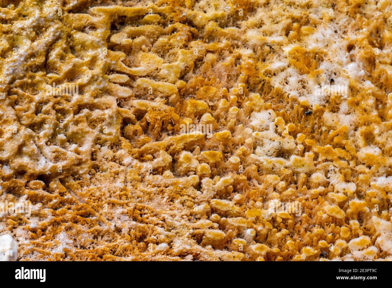 North America, Wyoming, Yellowstone National Park, Black Sand Basin. Detail of colorful thermophile bacteria mat. Stock Photo