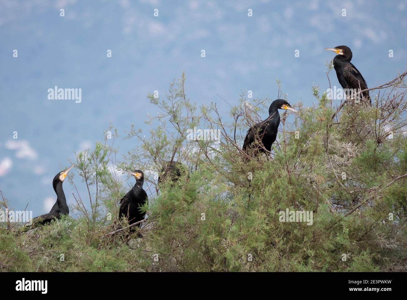 Cormorant tree hi-res stock photography and images - Alamy