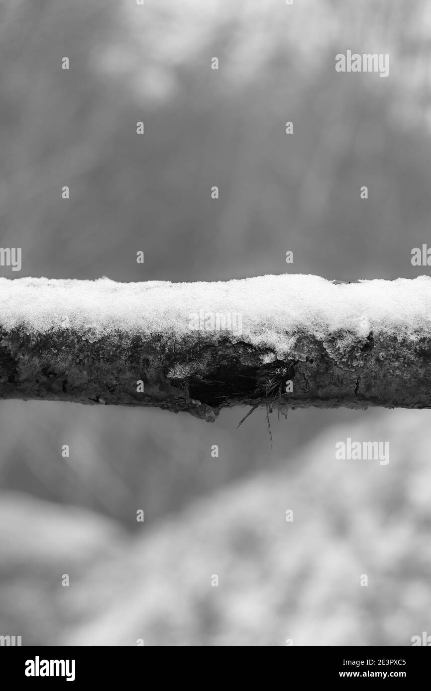 Fallen tree branch covered with snow barring path in the forest, monochrome image Stock Photo