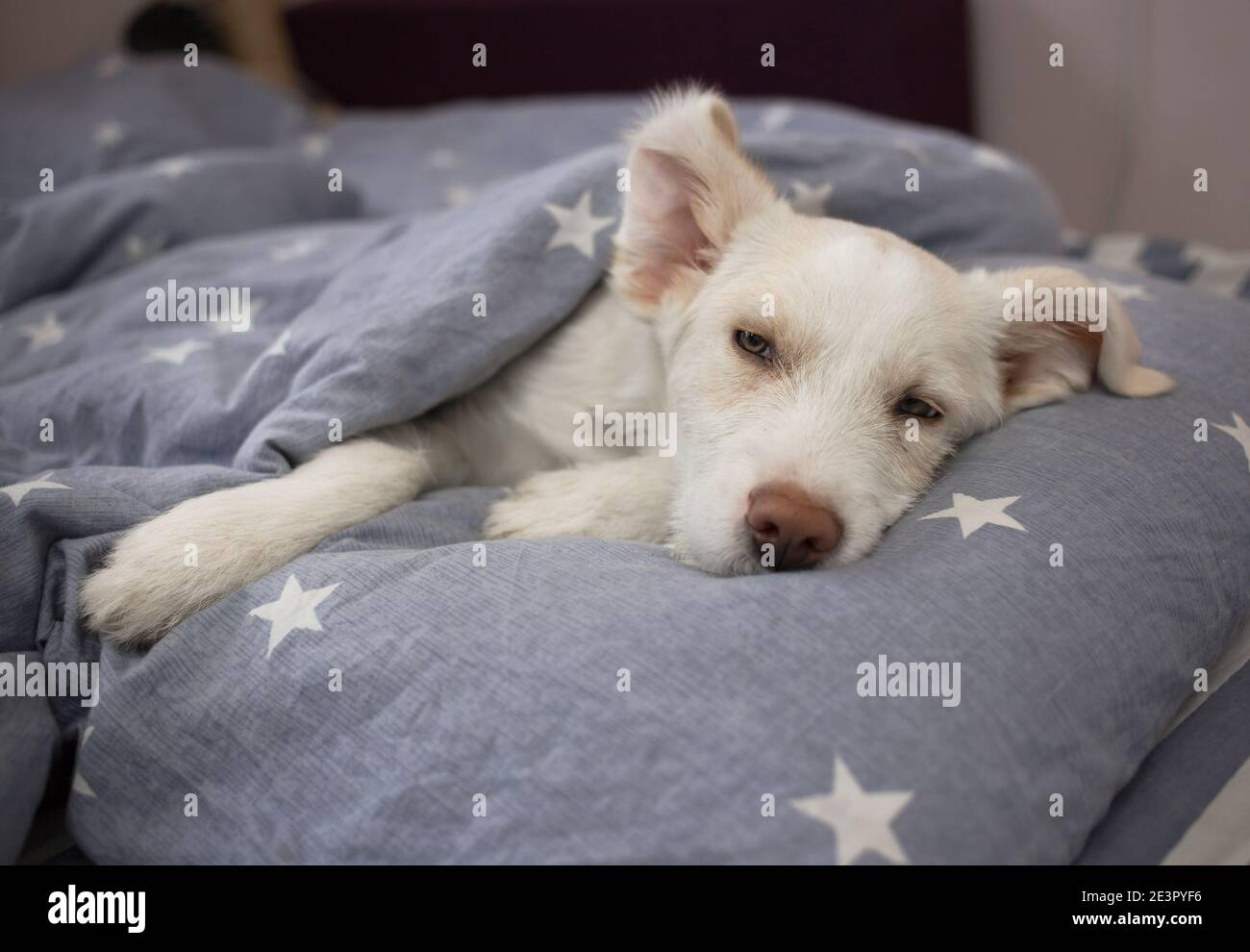 white cute puppy lies in a human bed on a pillow, covered with a blanket, enjoying a pleasant moment. Good morning, atmosphere of positive, cosiness a Stock Photo