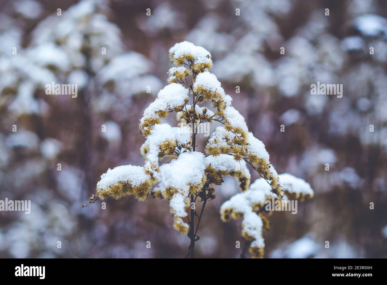 Dry canada goldenrod covered in snow on meadow in winter Stock Photo