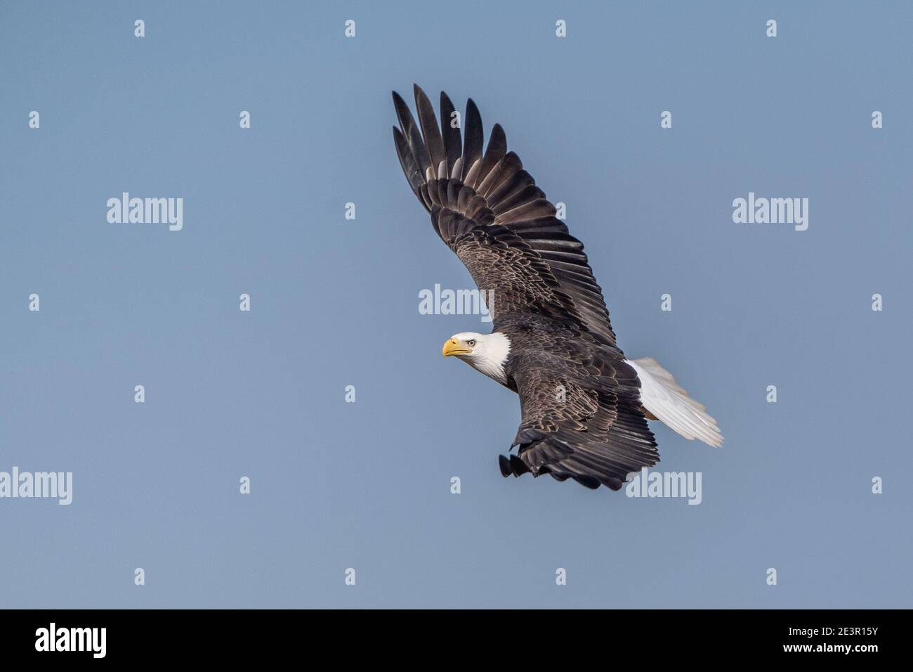 A beautiful adult bald eagle (Haliaeetus leucocephalus) flies against a blue-sky background Stock Photo