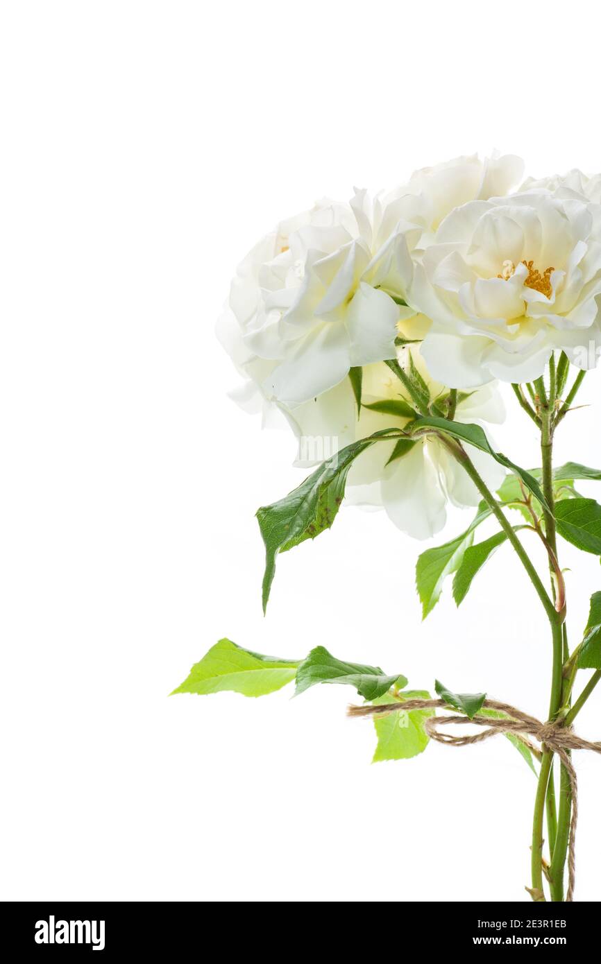 bouquet of beautiful white roses isolated on white background Stock ...