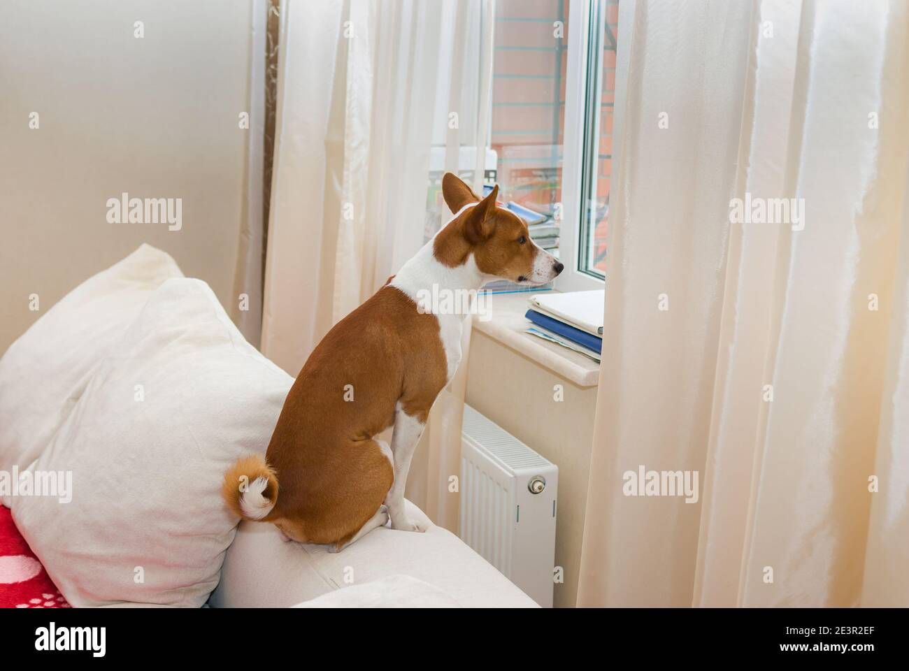 Cute Basenji dog sitting on the sofa near window and waiting for master ...