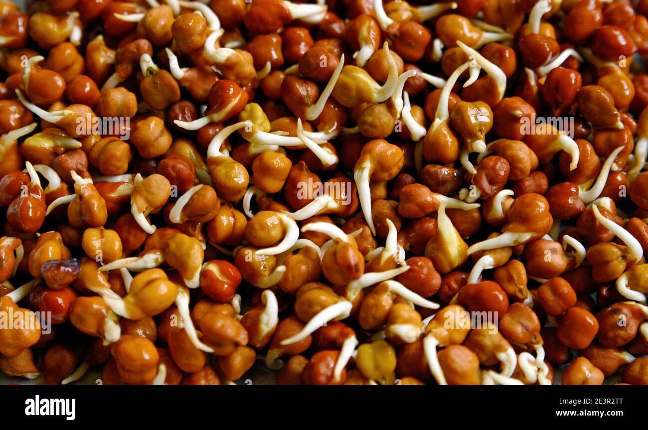 Sprouted black Gram in bowl.Raw and healthy food (Chickpea Sprouts