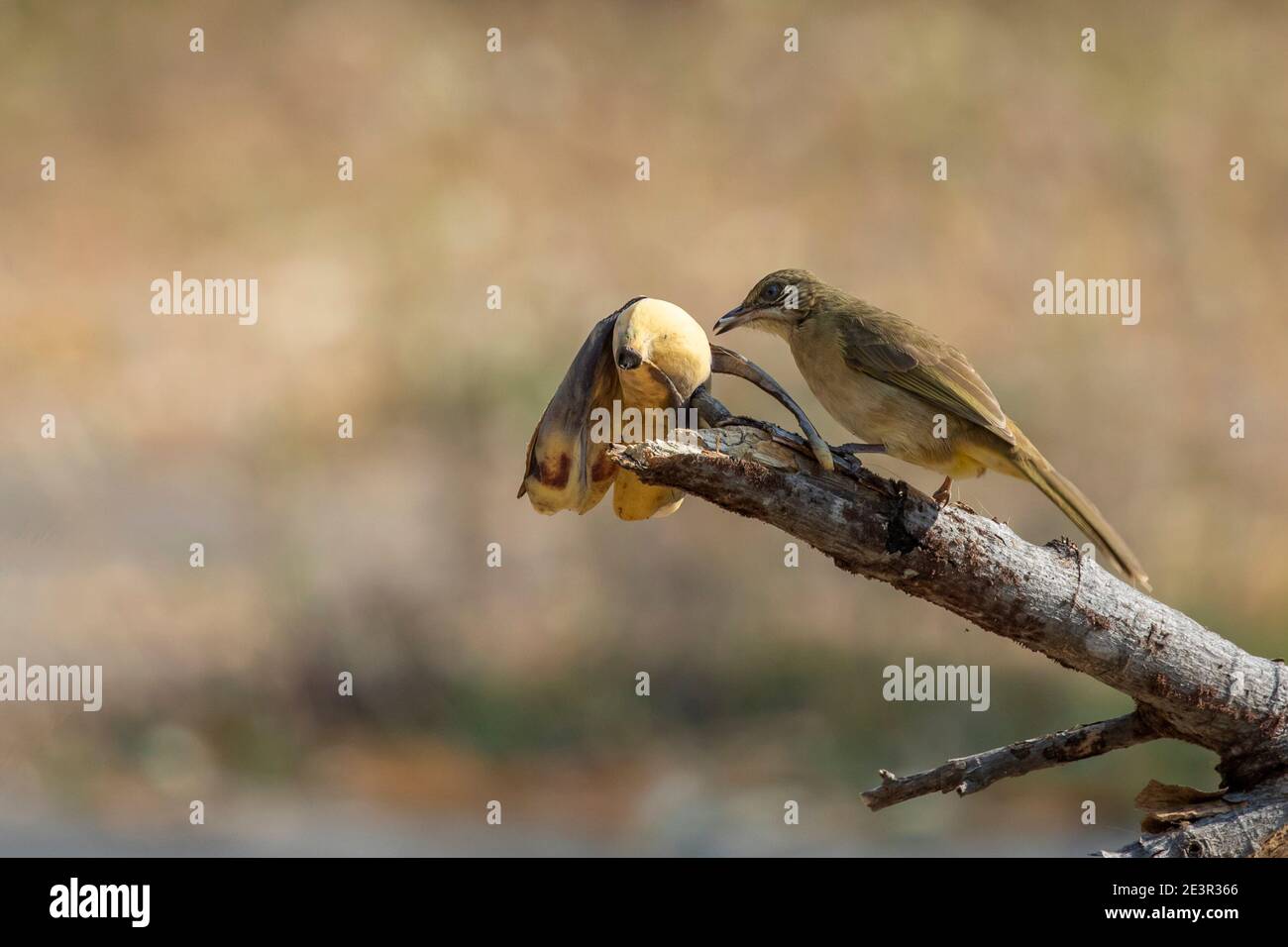 Image of Streak-eared bulbul birds eat bananas on nature background. Animal. Birds. (Pycnonotus blanfordi) Stock Photo
