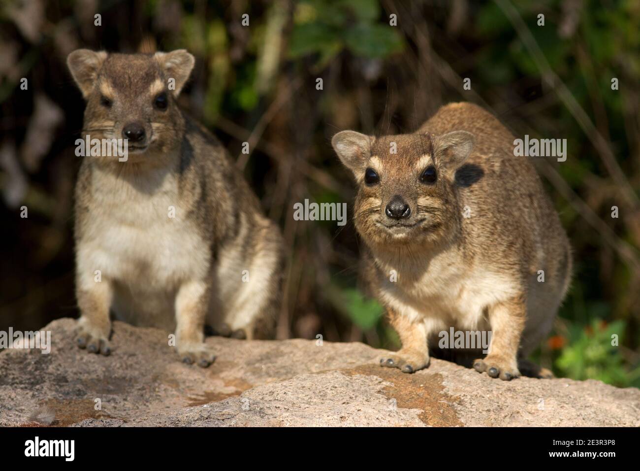 The Bush Hyrax is common in rocky areas and is very agile when it browses foliage up in trees and bushes, though it looks ill-equipped for climbing Stock Photo