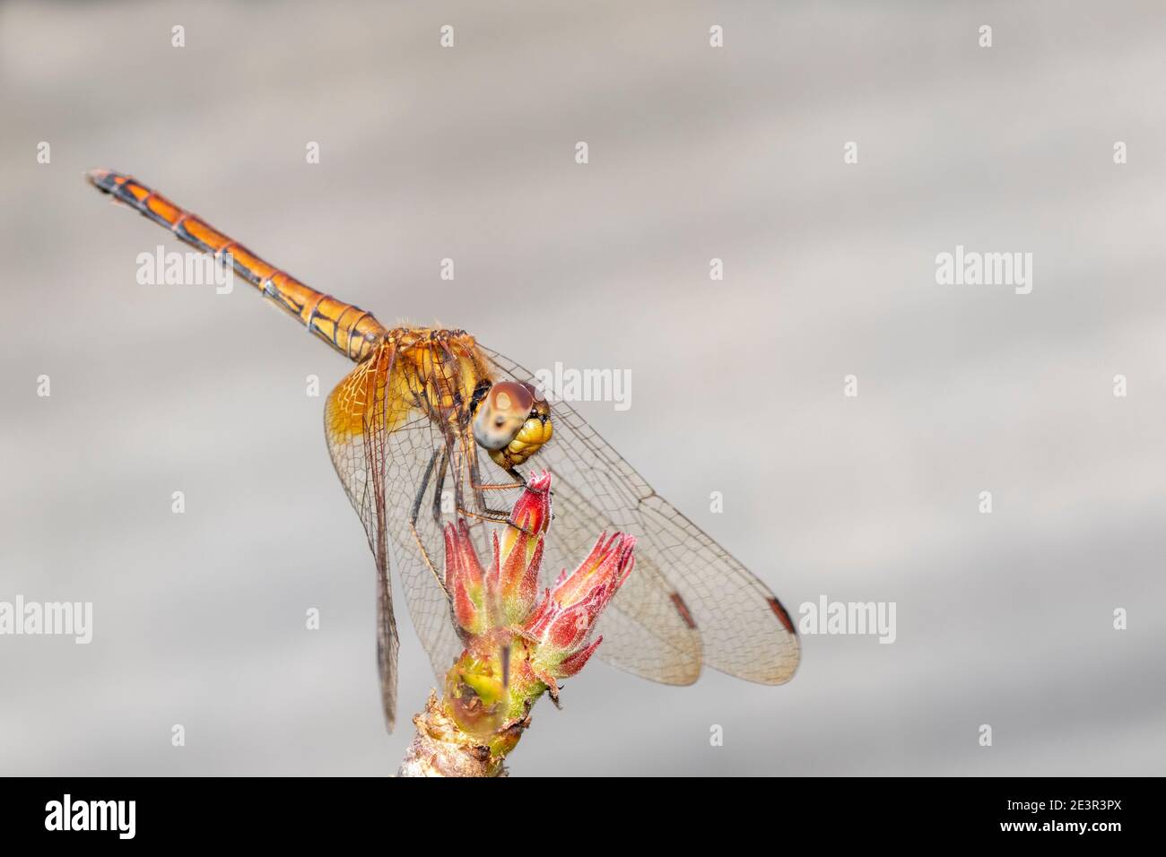 Image of orange dragonfly on nature background. Insect. Animal Stock