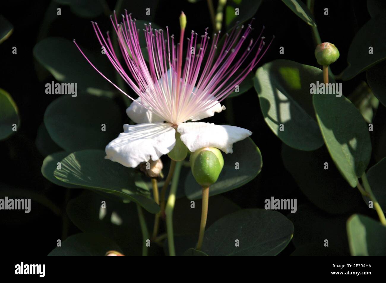 caper white and violet flower on bush with fruits and buds and leaves around close up in an Italian garden Stock Photo