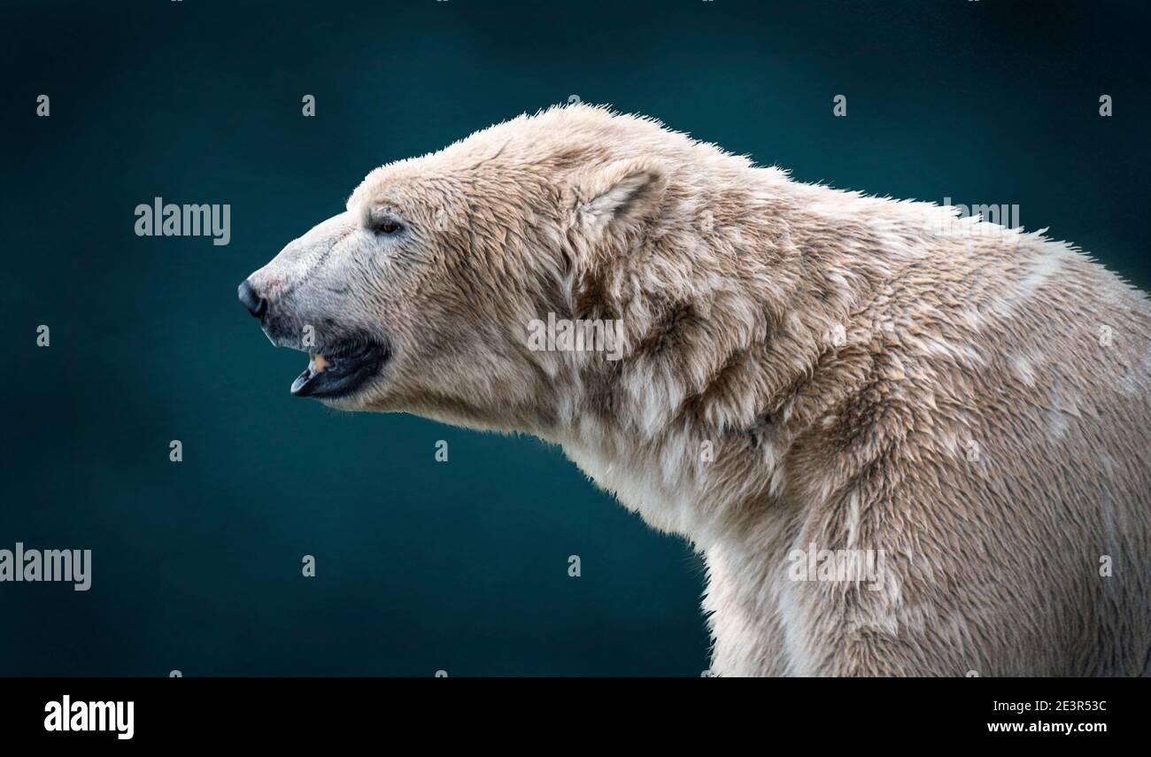 King polar bear hi-res stock photography and images - Alamy