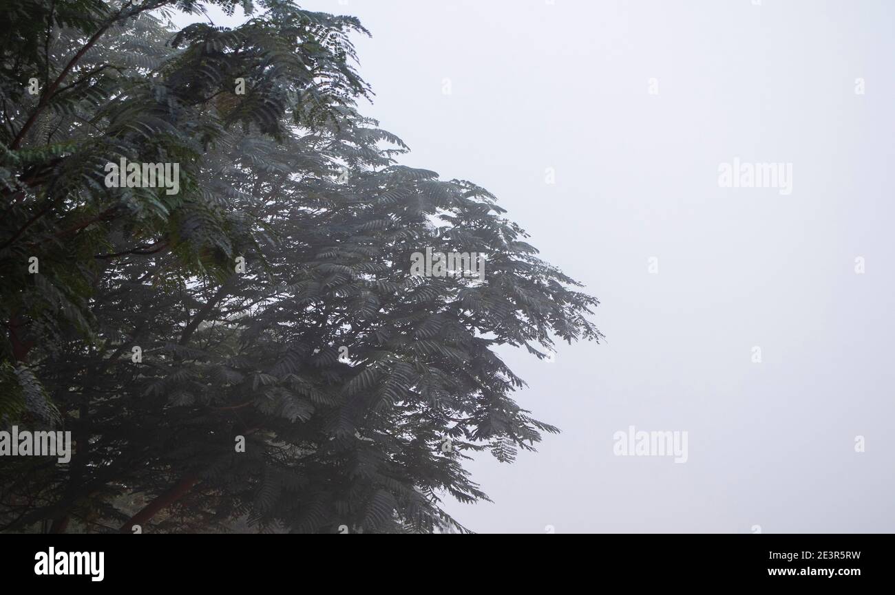 Tree silhouette heavy fog hi-res stock photography and images - Alamy