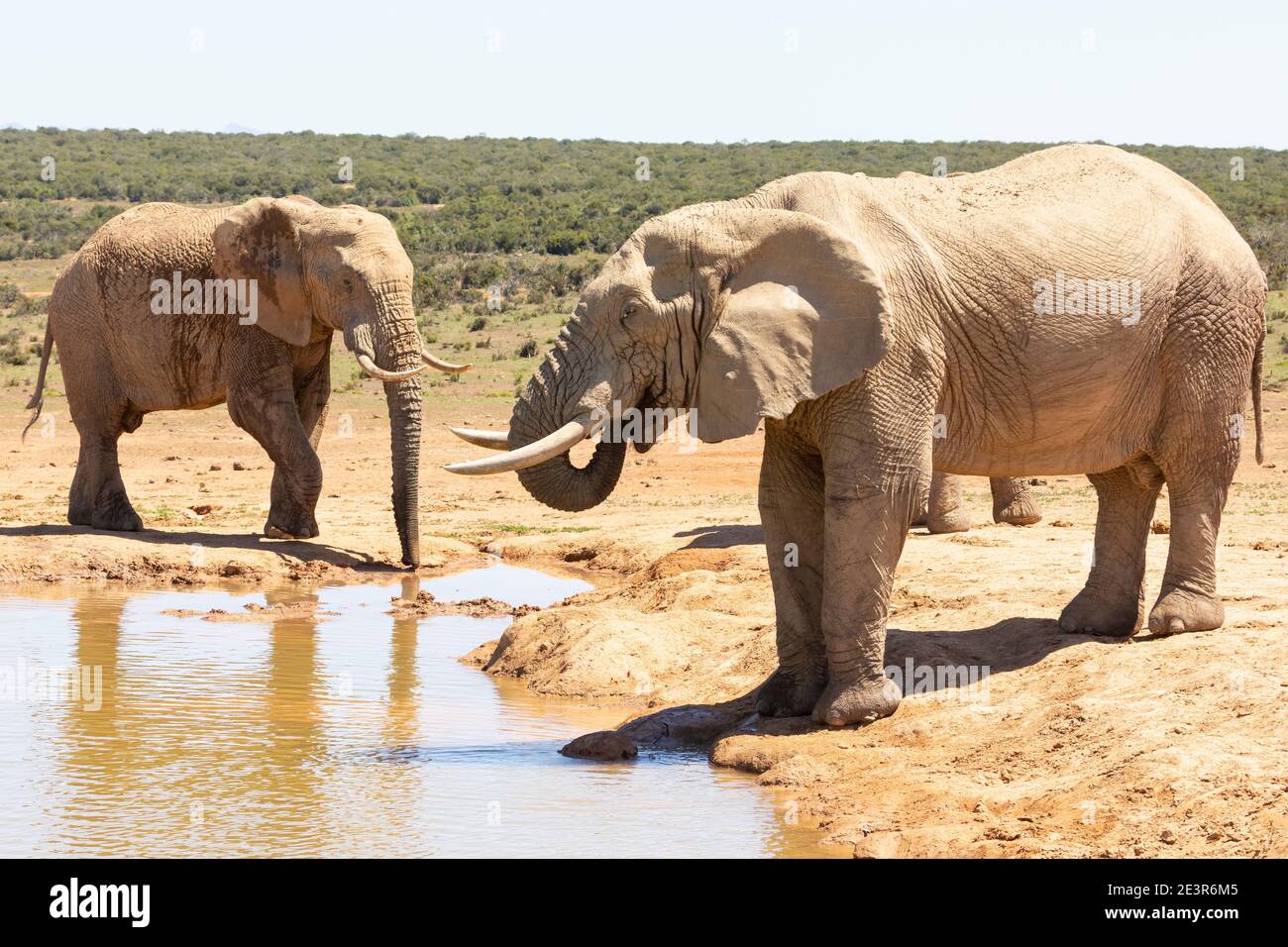 African Elephant (Loxodonta africana) Group of bulls drinking at a waterhole, Addo Elephant National Park, Eastern Cape, South Africa Stock Photo