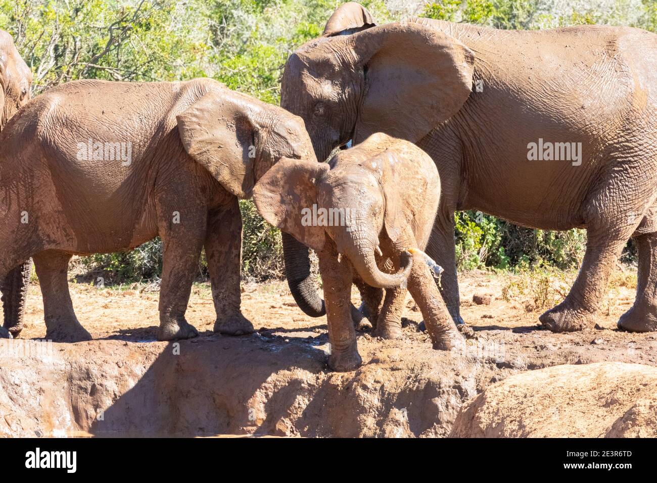 African Elephant (Loxodonta africana) calf trying to imitate its parents squirting itself with water,  Addo Elephant National Park, Eastern Cape, Sout Stock Photo
