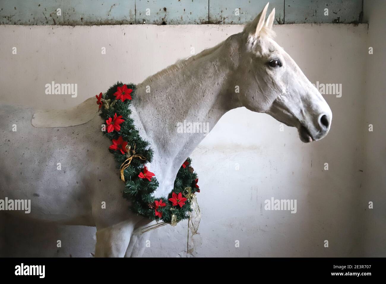 Grey colored saddle horse wearing beautiful christmas wreath. Looking good at the viewer sideways with a gentle mood with copy space for greetings Stock Photo