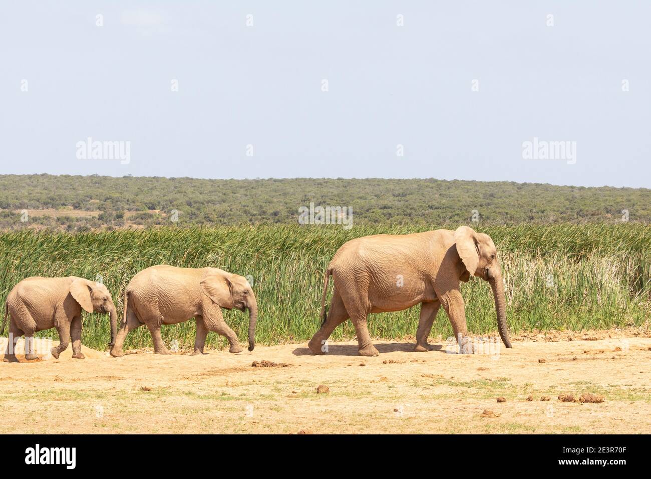 African Elephant (Loxodonta africana) matriach and two calves at Hapoor dam, Addo Elephant National Park, Eastern Cape, South Africa Stock Photo