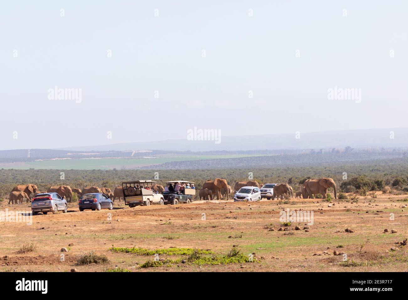 Group of tourist vehicles viewing a moving herd of African Elephant (Loxodonta africana) Addo Elephant National Park, Eastern Cape, South Africa in a Stock Photo