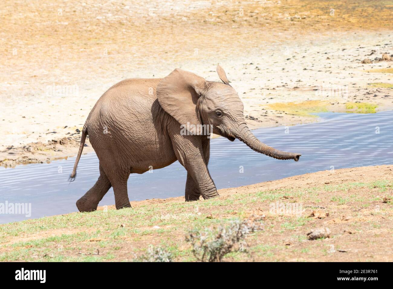 African Elephant (Loxodonta africana) baby calf at Gwarrie Pan, Addo Elephant National Park, Eastern Cape, South Africa Stock Photo