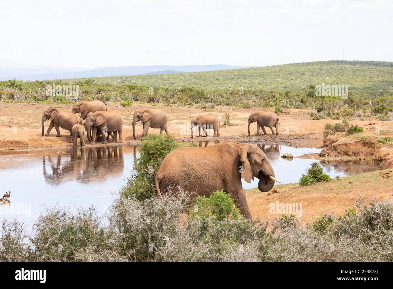 Herd of African Elephants (Loxodonta africana) at Gwarrie Pans, Addo Elephant National park, Eastern Cape, South Africa with reflections Stock Photo