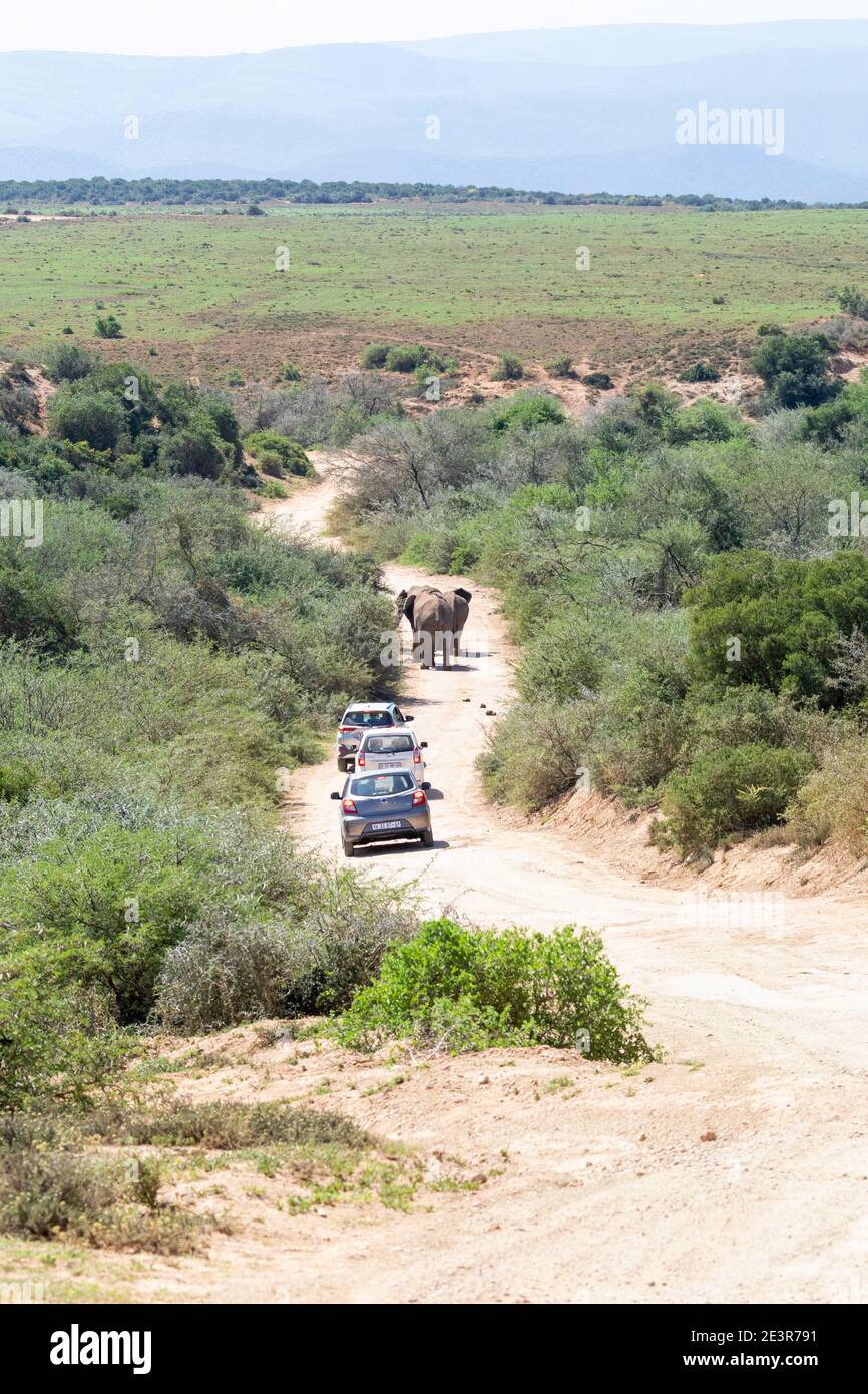 African Elephant (Loxodonta africana)  being followed by tourist vehicles on dusty dirt road , Addo Elephant National Park, Eastern Cape, South Africa Stock Photo
