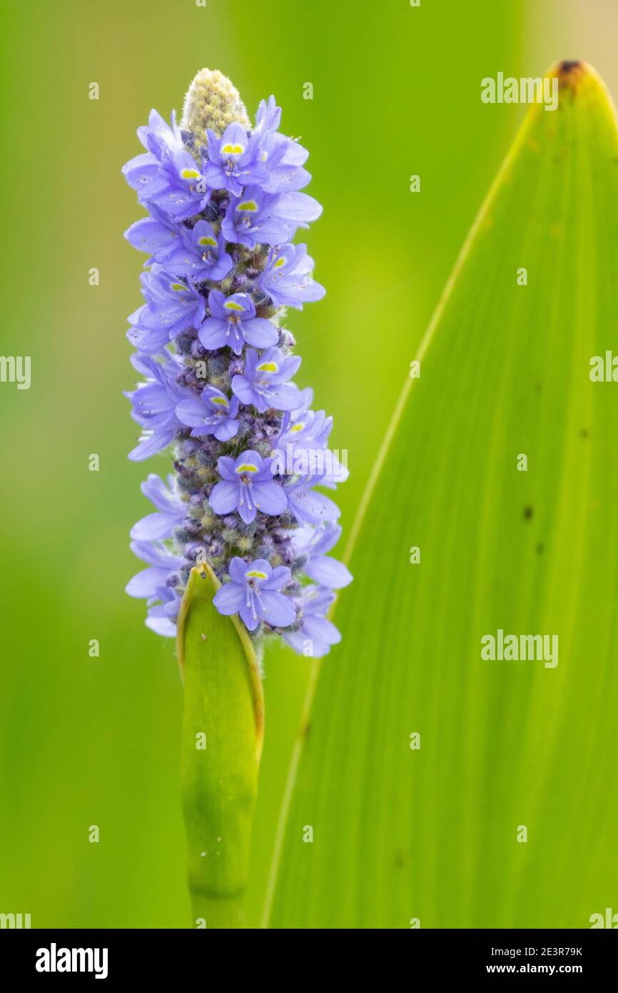 Spike of violet-blue flowers of Pickerelweed (Pontedeiria cordata lancifolia), a freshwater pond plant native to America Stock Photo