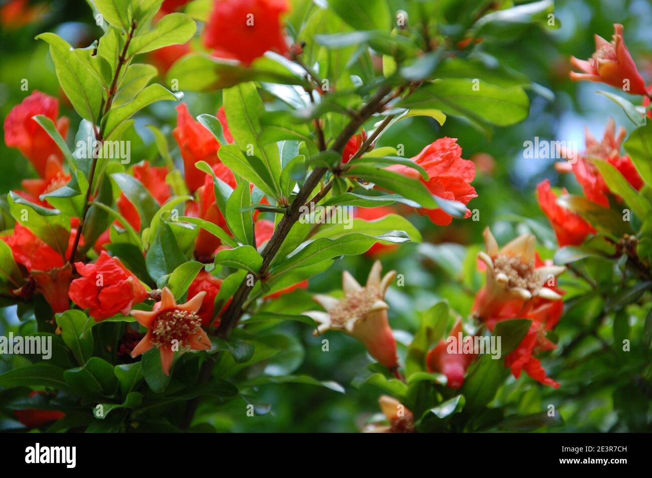 pomegranate flowers on plant with green leaves around in summer time in Italy Stock Photo