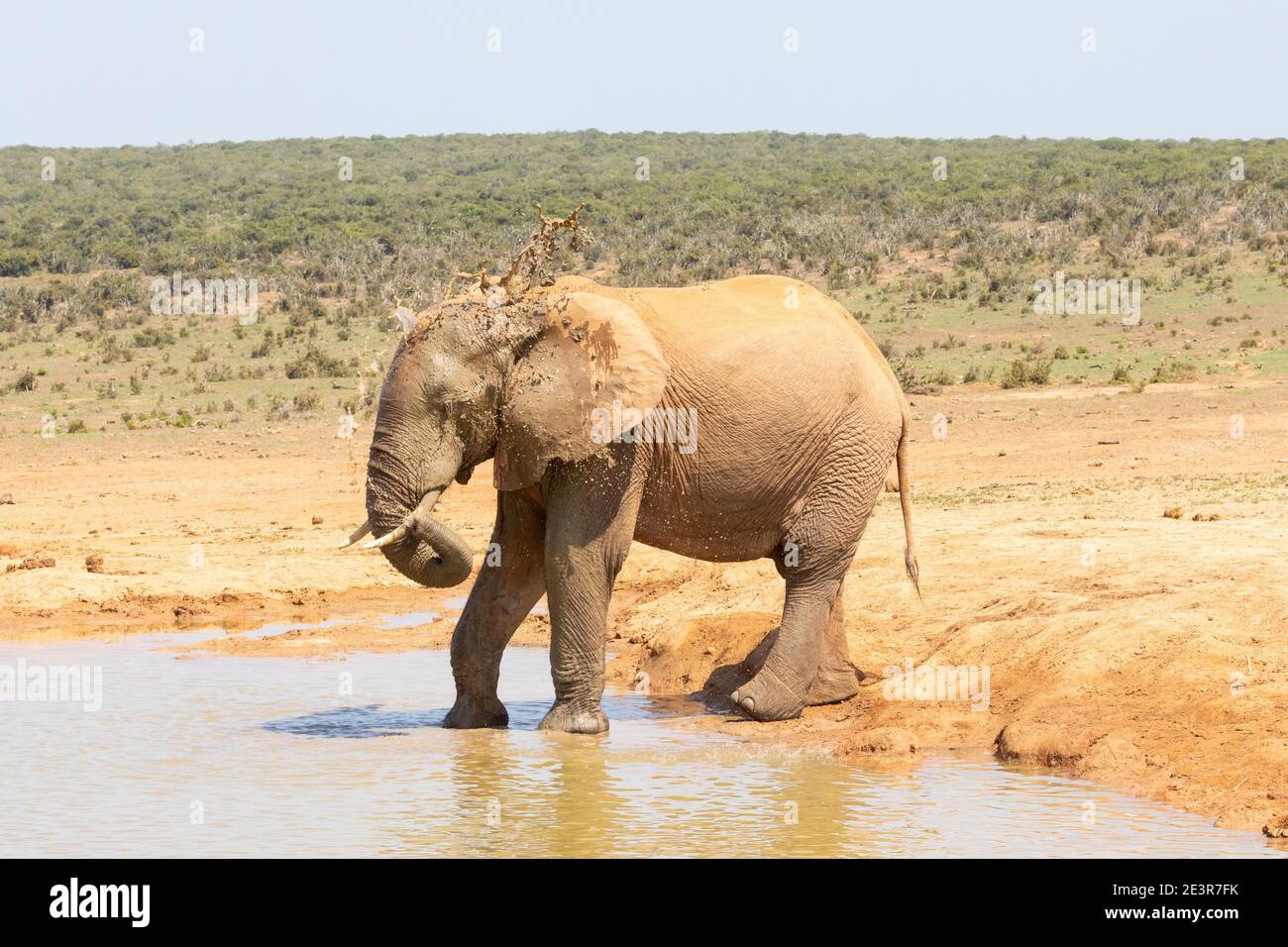 African Elephant (Loxodonta africana) splashing itself with water on a hot day, Addo Elephant National Park, Eastern Cape, South Africa Stock Photo