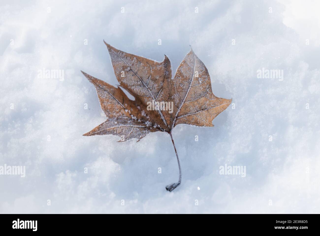 Brown dry autumn leaf fallen on snow and ice in Madrid Stock Photo