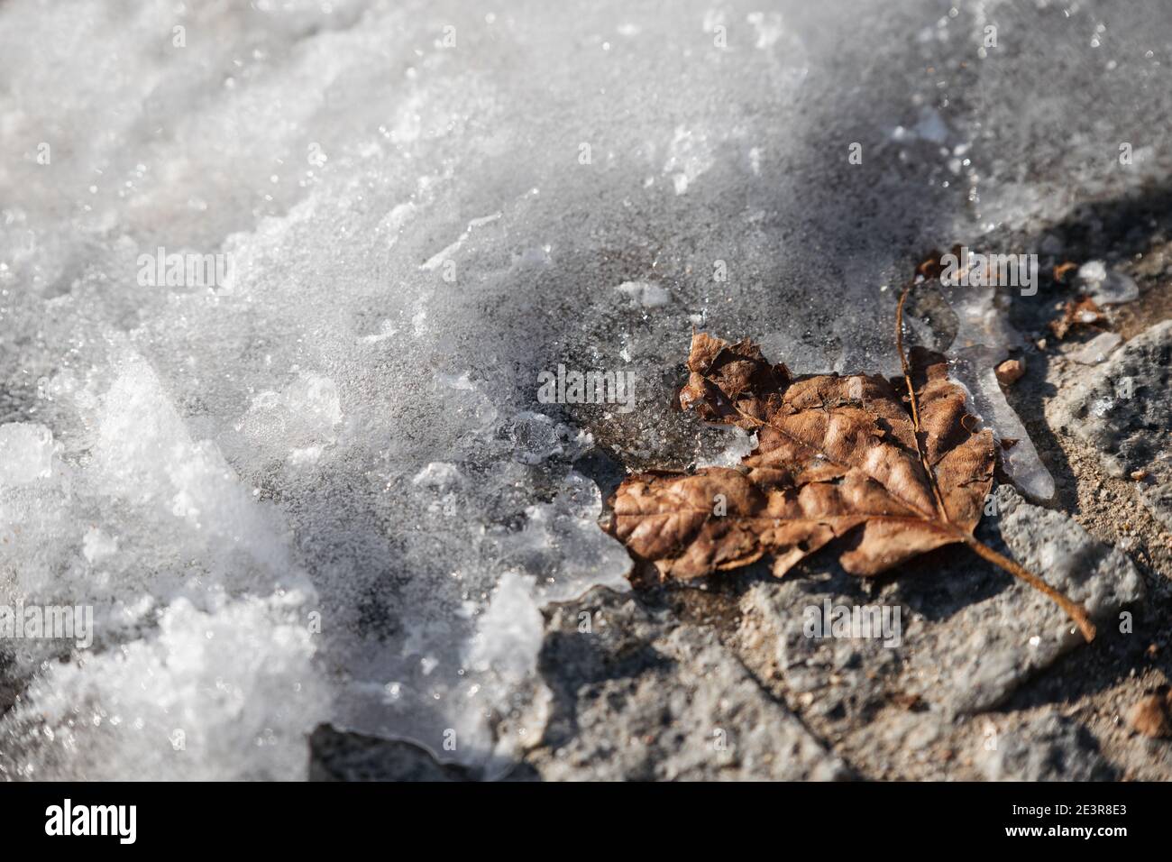 Brown dry autumn leaf fallen on snow and ice in Madrid Stock Photo