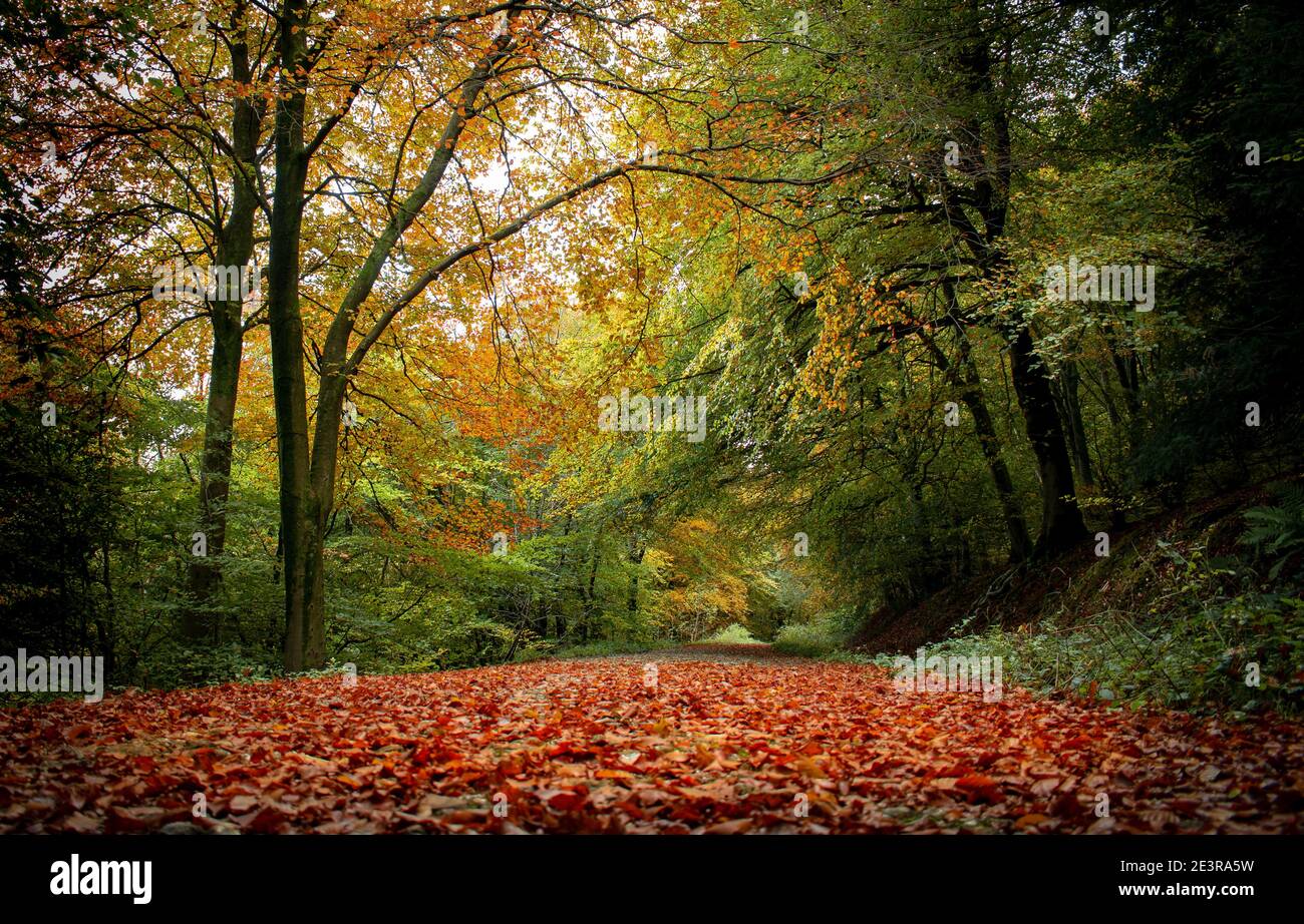 Autumn colours at Queen Elizabeth Country Park in Hampshire Stock Photo